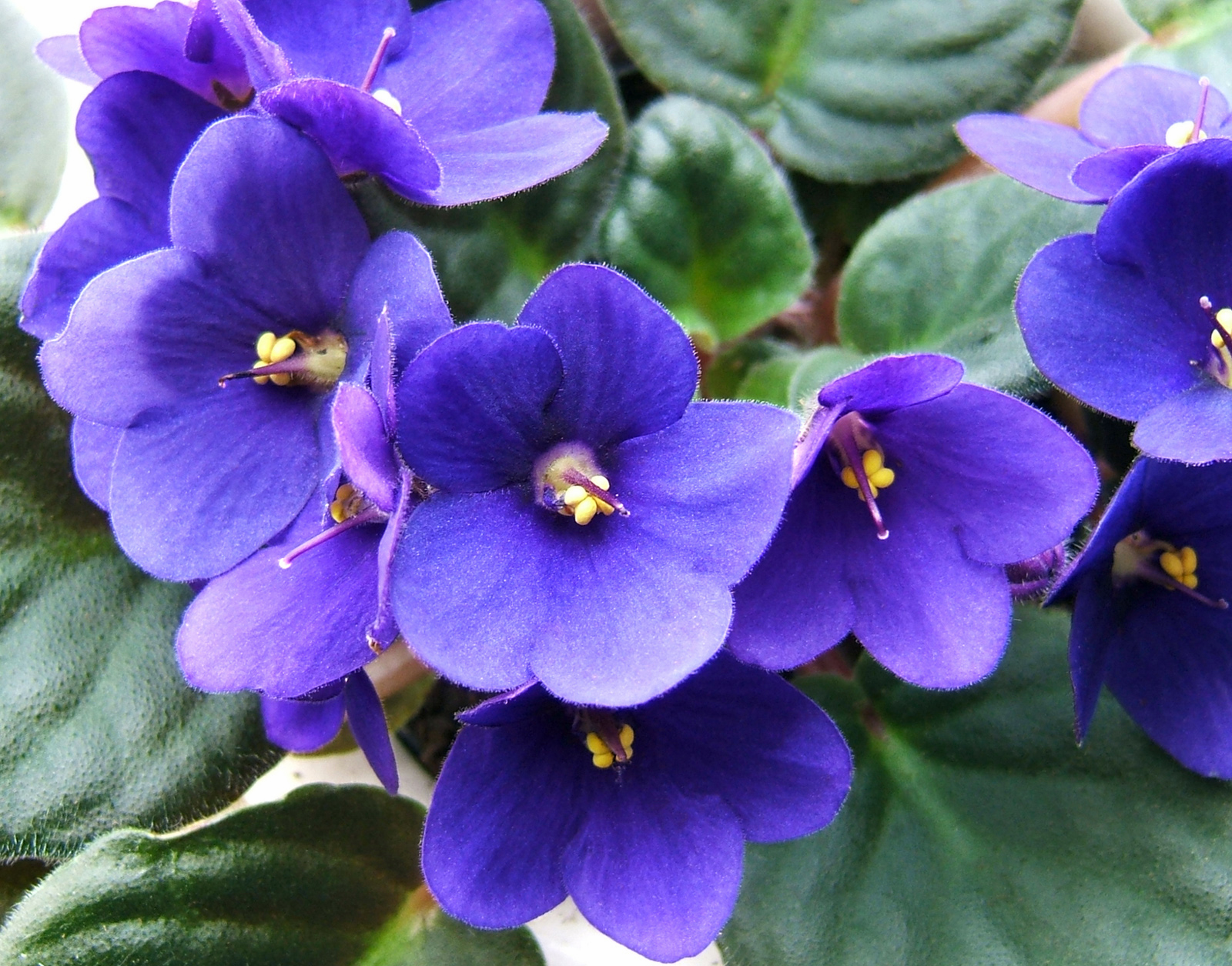 African violet